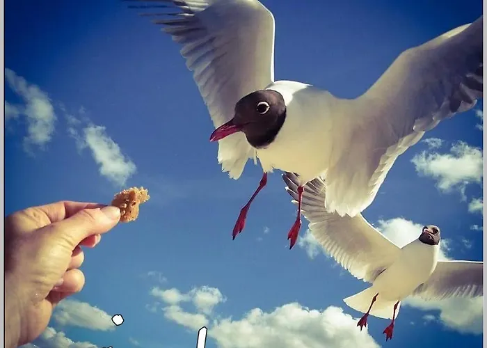 Strandhaus Vielmeer - Exklusiv Mit Sauna & Kamin Direkt Am
